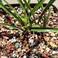 TOYPOPOR Black Sparkling Fireplace/Fire Pit/Craft Art Sand Black Galaxy, for Terrarium, Fairy Gardening, Top Dressing, 2.2lb