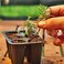 Doff Natural Rooting Powder