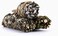 JUNIPER RIDGE White Sage, Mugwort &amp; Siskiyou Cedar Incense Smudge Wand   Aromatherapy   Organic Smudge   No Synthetic Fragrance   Meditation Therapy   Mini Variety   Pack of 3