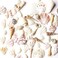 Super Z Outlet Sea Shells Mixed Beach - (Various Sizes up to 2in Shells) -Bag of Approx.50 Seashells