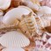 Super Z Outlet Sea Shells Mixed Beach - (Various Sizes up to 2in Shells) -Bag of Approx.50 Seashells