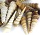 Super Z Outlet Sea Shells Mixed Beach - (Various Sizes up to 2in Shells) -Bag of Approx.50 Seashells