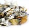 Super Z Outlet Sea Shells Mixed Beach - (Various Sizes up to 2in Shells) -Bag of Approx.50 Seashells