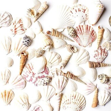 Super Z Outlet Sea Shells Mixed Beach - (Various Sizes up to 2in Shells) -Bag of Approx.50 Seashells