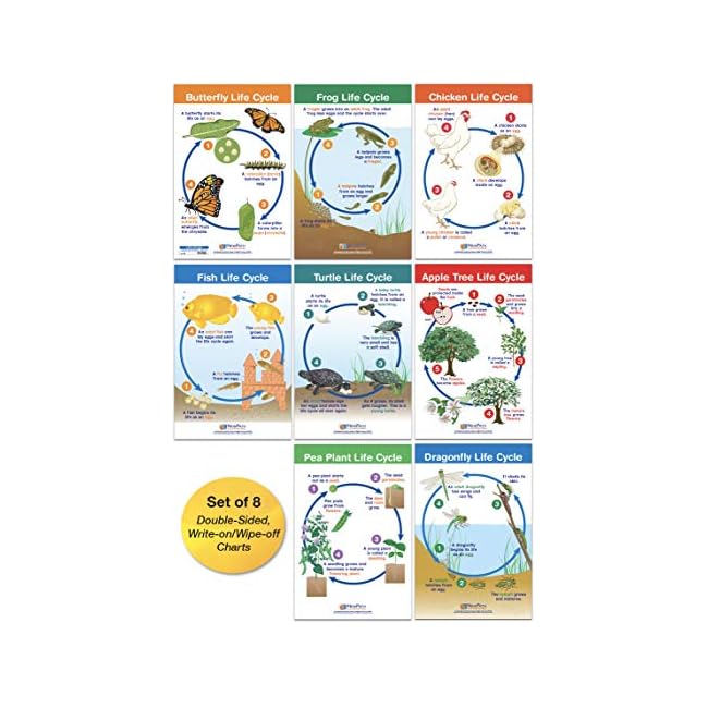 Buy NewPath Learning 94-1504 Life Cycles Bulletin Board Charts, Set of ...