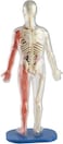 SmartLab Toys Squishy Human Body with 21 Removable Body Parts with Anatomy Book