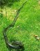 Yoogeer 47 Inches Rubber Lifelike Snakes Scary Gag Gift Incredible Creatures Chain Snakes Rain Forest Snake Toys Wild Life Snakes