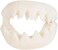 Rhode Island Novelty Great White Shark Teeth