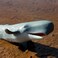 Safari Ltd. Sea Life Sperm Whale Realistic Hand-Painted Toy Figurine Model For Ages 3 And Up