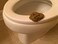 SummitLink Realistic Gross Party Pooper Fake Poo Dog Poop Novelty Toy Brown Birthday Prank Toy Novelty Gift Joke New