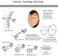 YADOCA 13 Pairs Stainless Steel Cartilage Stud Earrings for Men Women Helix Tragus CZ Barbell Conch Piercing Earrings Ear Hoop Earrings