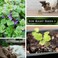 بذور النعناع البري من شركة Sow Right Seeds للزراعة - عشبة شائعة للقطط السعيدة - عبوة غير معدلة وراثيًا مع تعليمات للزراعة والنمو - لمحبي القطط - عشبة معمرة داخلية (1.
