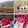 DoraMagic Dried Red Rose Petals 1. 75oz/50g, Real Natural Dried Rose Petals for Bath, Soap Making, Candle Making, Wedding, Confetti, DIY Crafts, Non Edible (Red.