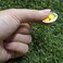 GOLTERS Golf Ball Markers Assorted Patterns Value Pack of 12 Golf Gifts, Golf Cap Clips and Divot Repair Tools Partner Accessories Sets for Men Women Golfer.
