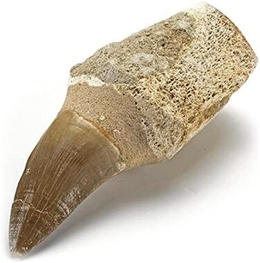 KALIFANO Authentic Fossilized Prehistoric Mosasaur Tooth from Morocco - Mosasaurus Teeth for Fossil Collections and Education Purposes (Information Card Included.