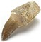 KALIFANO Authentic Fossilized Prehistoric Mosasaur Tooth from Morocco - Mosasaurus Teeth for Fossil Collections and Education Purposes (Information Card Included.