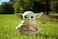 MATTEL Star Wars Grogu Plush Toy, 11-In &acirc;&euro;&oelig;The Child&acirc;&euro; From The Mandalorian, For Movie Fans, Ages 3 Years And Older Gwd85.