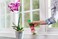 Miracle-Gro Miracle Gro Ready To Use Orchid Plant Food Mist, 8 oz. , Orchid Food Feeding Plants Instant, 2 Pack.