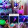 Aquarium Choice Coral Feeder Long Syringe Tube Newest Version 58CM/22. 83Inch Length Two Units(Patented Product.