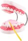 Ultrassist Magnum Dental Model, Enlarged 6 Times Standard Size, for Both Dental and Speech Language Training; Includes Matching Toothbrush and Dental Education Supplies.