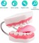 Ultrassist Magnum Dental Model, Enlarged 6 Times Standard Size, for Both Dental and Speech Language Training; Includes Matching Toothbrush and Dental Education Supplies.