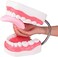 Ultrassist Magnum Dental Model, Enlarged 6 Times Standard Size, for Both Dental and Speech Language Training; Includes Matching Toothbrush and Dental Education Supplies.