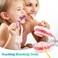 Ultrassist Magnum Dental Model, Enlarged 6 Times Standard Size, for Both Dental and Speech Language Training; Includes Matching Toothbrush and Dental Education Supplies.