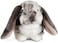 Living Nature Grey Dutch Lop Eared Rabbit Stuffed AnimalFluffy Rabbit AnimalSoft Toy Gift for Kids10 inches.