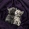 Utopia Bedding Fleece Blanket King Size Purple 300GSM Luxury Bed Blanket Anti-Static Fuzzy Soft Blanket Microfiber (90x102 Inches.