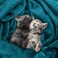 Utopia Bedding (Throw, Turquoise- Fleece Blanket Throw Size Turquoise Luxury Bed Blanket Fuzzy Soft Blanket Microfiber.