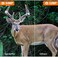 GardePro A3S Trail Camera, 64MP 1296p Game Camera with Clear 100ft No Glow Night Vision, Fast 0. 1s Trigger Speed Motion Activated Waterproof, H. 264 MP4 Video.