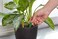أعواد تغذية نباتات الزينة الداخلية Miracle-Gro BLUEBELLS، تتضمن 48 عودًا - تغذية مستمرة لجميع نباتات الزينة المزهرة والورقية - NPK 6-12-6 (عبوة من قطعتين).