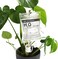 Bubblegum Stuff Plant Life Support - Automatic Watering System for House Plants - Fun Garden Gifts - Home Accessories - Plant Waterer for Indoor Plants.