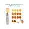 جهاز فحص البيض NestEcho LED Light Egg Candler Tester Egg Candler Tester مصباح فحص البيض لجميع أنواع البيض... (فضي).