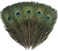 Ballinger 12 PCS Real Natural Peacock Eye Feathers 10-12 inch for DIY Craft, Wedding and Holiday Decorations.