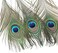 Ballinger 12 PCS Real Natural Peacock Eye Feathers 10-12 inch for DIY Craft, Wedding and Holiday Decorations.