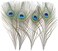 Ballinger 12 PCS Real Natural Peacock Eye Feathers 10-12 inch for DIY Craft, Wedding and Holiday Decorations.