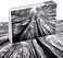 Bgraamiens Puzzle-Forest in Black and White-1000 Pieces Creative Black and White Nature Scenery Hard Puzzle Blue Board Jigsaw Puzzle.