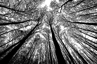 Bgraamiens Puzzle-Forest in Black and White-1000 Pieces Creative Black and White Nature Scenery Hard Puzzle Blue Board Jigsaw Puzzle.