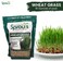 Nature Jims Sprouts Wheatgrass Seeds - 100% Organic Wheat Grass Seed for Sprouting - Cat Grass Planter Seeds, Rich in Vitamins, Fiber and Minerals - Non-GMO, Healthy Wheatgrass Sprout Growing Seed.