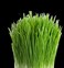 Nature Jims Sprouts Wheatgrass Seeds - 100% Organic Wheat Grass Seed for Sprouting - Cat Grass Planter Seeds, Rich in Vitamins, Fiber and Minerals - Non-GMO, Healthy Wheatgrass Sprout Growing Seed.