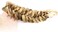 BOBIYA Messy Wide 2 Strands Synthetic Hair Braided Headband Classic Chunky Hair Braid Headbands Elastic Stretch Braid Headbands (Highlighted.