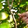 KaKUrI Bonsai Saw 3. 14" (80mmProfessional Japanese Carbon Steel Bonsai Pruning Tool, Small Bonsai Keyhole Saw, Made in Japan (41993.