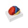QWORK Life-Size Anatomical Brain Model, Color-Coded Human Regional Brain Model 2 Parts.