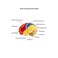QWORK Life-Size Anatomical Brain Model, Color-Coded Human Regional Brain Model 2 Parts.