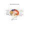 QWORK Life-Size Anatomical Brain Model, Color-Coded Human Regional Brain Model 2 Parts.