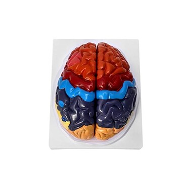 QWORK Life-Size Anatomical Brain Model, Color-Coded Human Regional Brain Model 2 Parts.