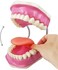 EVOTECH SCIENTIFIC Dental Teeth Care Model, W/Giant Toothbrush, 32 Teeth, Kids Dental Care Teaching Demonstration Model, Adult Standard Typodont Demonstration Teeth Model.