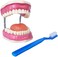 EVOTECH SCIENTIFIC Dental Teeth Care Model, W/Giant Toothbrush, 32 Teeth, Kids Dental Care Teaching Demonstration Model, Adult Standard Typodont Demonstration Teeth Model.
