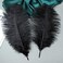 Ballinger 24pcs Natural Black Ostrich Feathers 10-12inch (25-30cmfor Wedding Party Centerpieces，Flower Arrangement and Home Decoration.